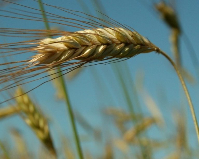 Produção de cevada mantém expansão e cresce 49% nos últimos 12 meses