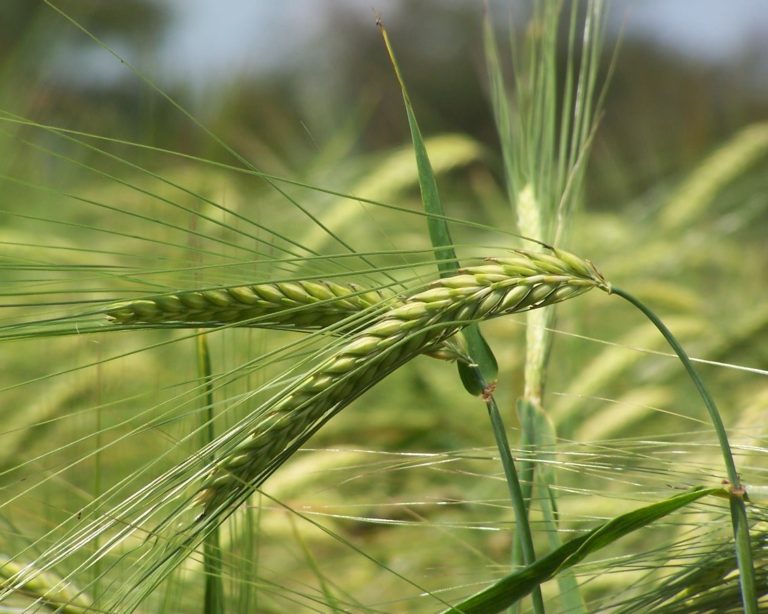 Produção de cevada mantém regularidade e safra de trigo cresce 0,7% em junho
