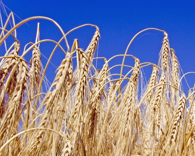 Produção de cevada retoma força e cresce quase 14% em abril