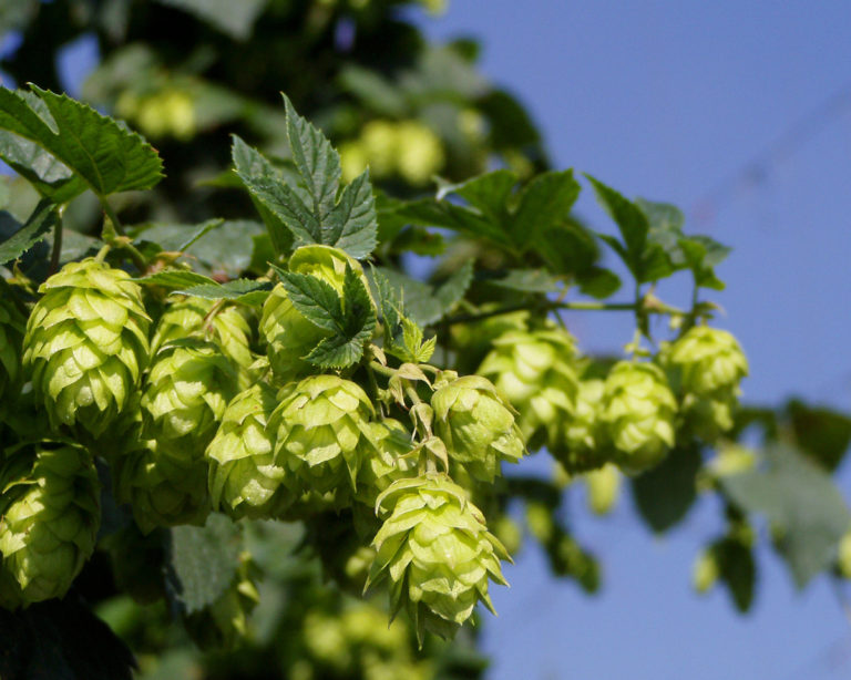 Pesquisador da Embrapa alerta sobre clima, mas vê lúpulo nacional com otimismo