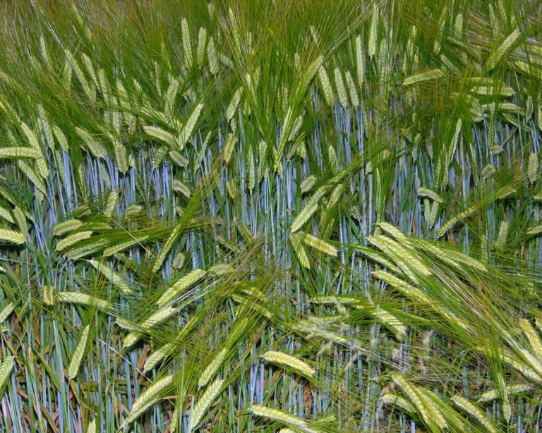 Cervejas artesanais devem aquecer produção brasileira de cevada