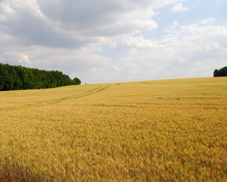 Produção de cevada cai pelo segundo mês consecutivo no Brasil