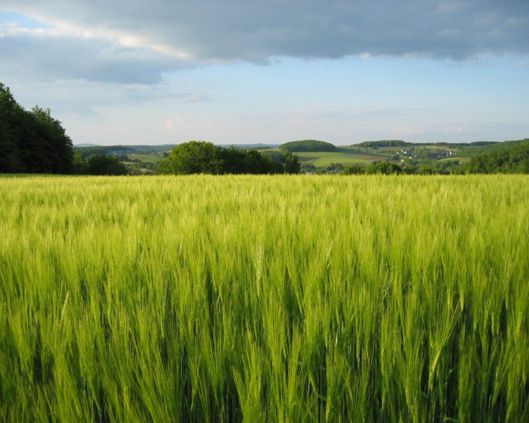 Produção de cevada sofre queda pelo terceiro mês seguido