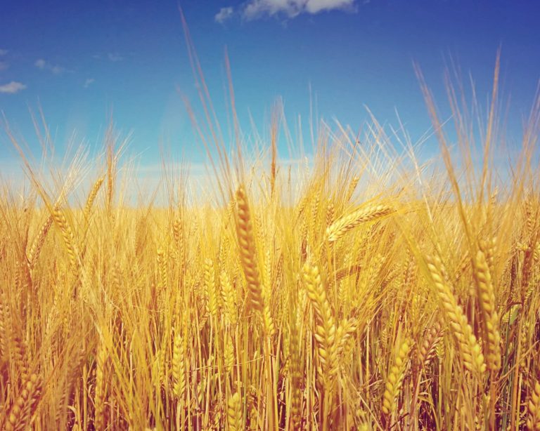 Produção de cevada se recupera em outubro, mas pode cair até 20% em 2019