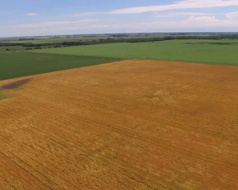 Estudo mostra que mudanças climáticas ameaçam produção de cevada