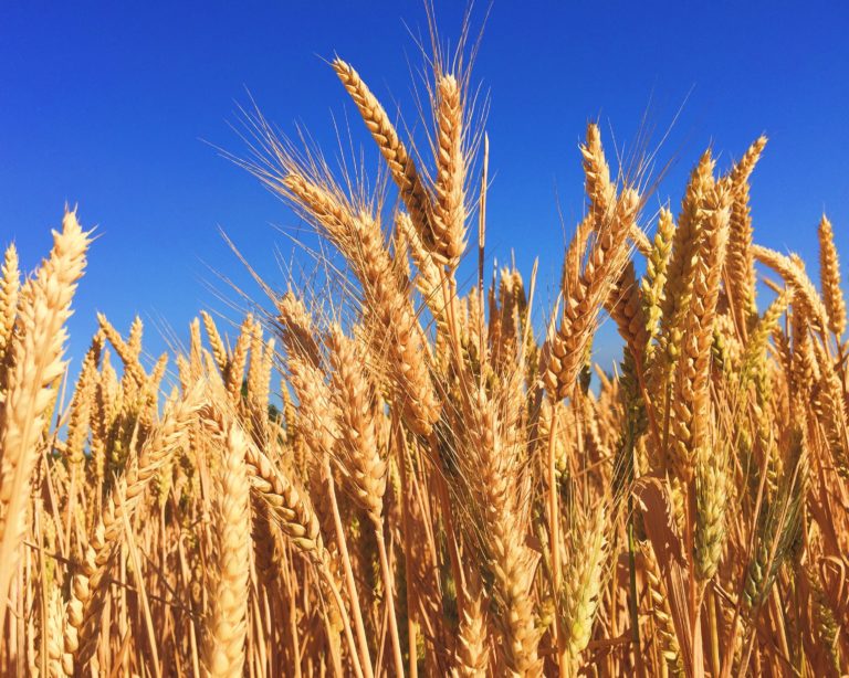 Produção de cevada tem alta em 2018, mas previsão é negativa para 2019
