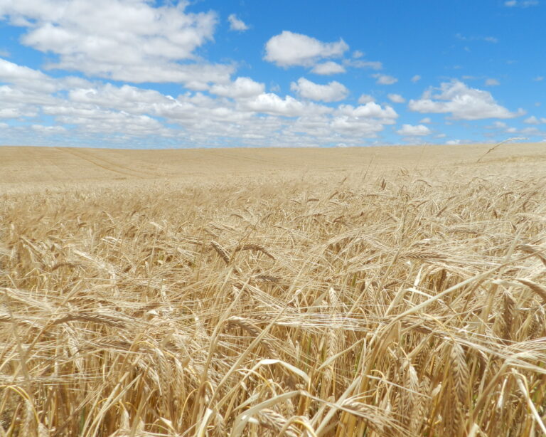Em parceria com Agrária e Ambev, Embrapa promove reunião nacional da cevada