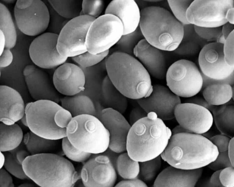 Balcão do Laboratório da Cerveja: As leveduras e a produção de cervejas