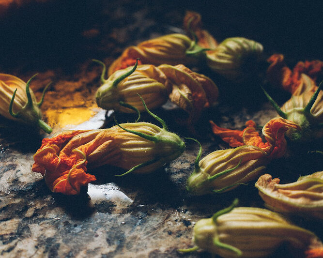 primavera flor de abobrinha