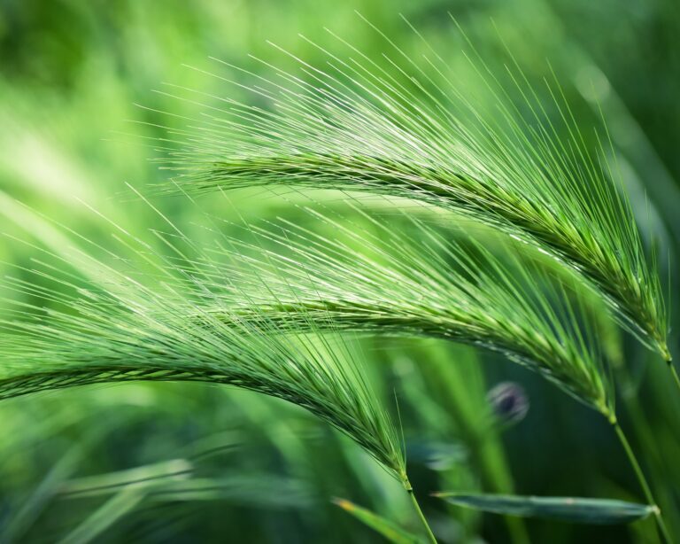 Produção de cevada tem alta expressiva em 2019, mas previsão é negativa para 2020