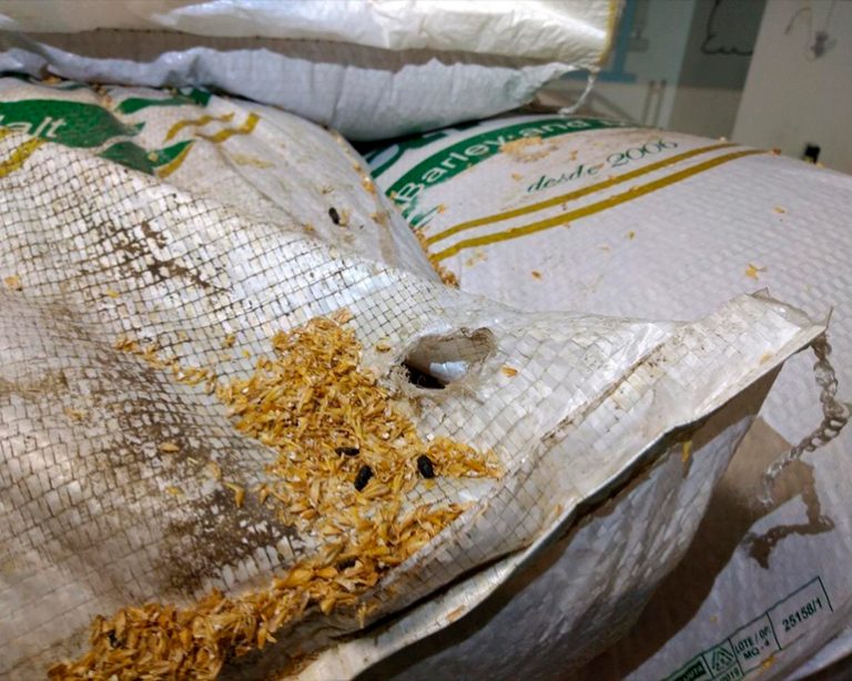 Vigilância sanitária fecha cervejaria em Manaus, mas Justiça anula interdição