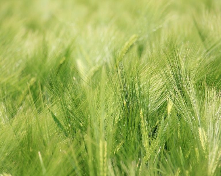 Pandemia e nova geração expõem importância da segurança alimentar