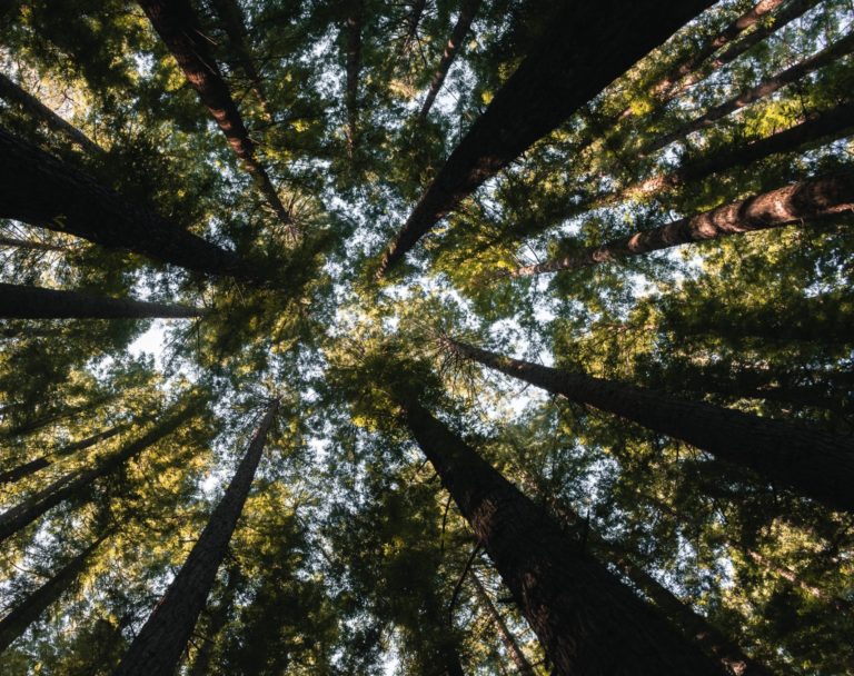 Preço de cerveja da Colorado se aproxima dos R$ 10 com aumento do desmatamento