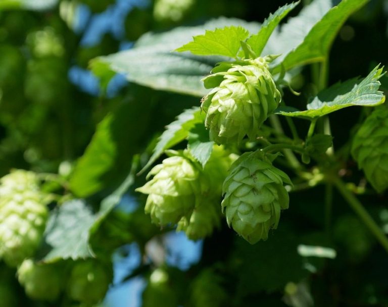 Ambev avança em projeto de lúpulo nacional com conclusão de viveiro em SC