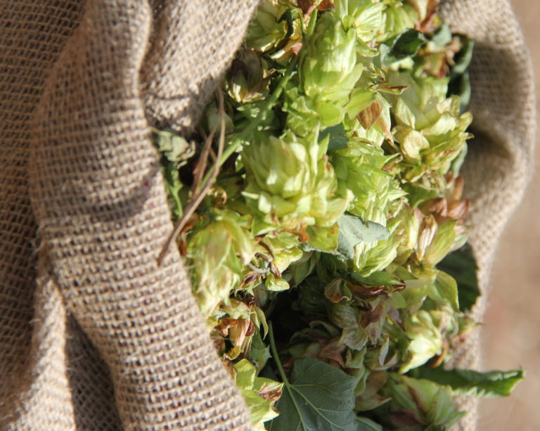 Grupo Petrópolis lança Braza Hops, primeira cerveja com lúpulo de Teresópolis