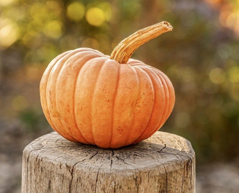 Dia das Bruxas: Doutor Duranz lançará cerveja de abóbora para celebrar data