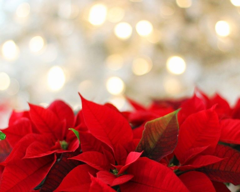 Balcão do Profano Graal: A história das Christmas Ales