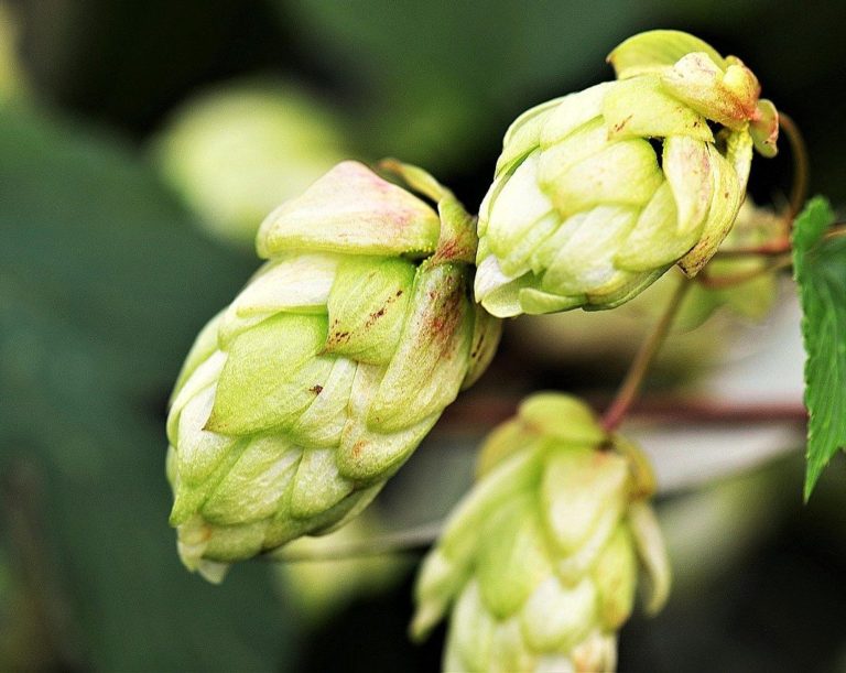 Beer Summit: Brasil caminha para se tornar um país exportador de lúpulo