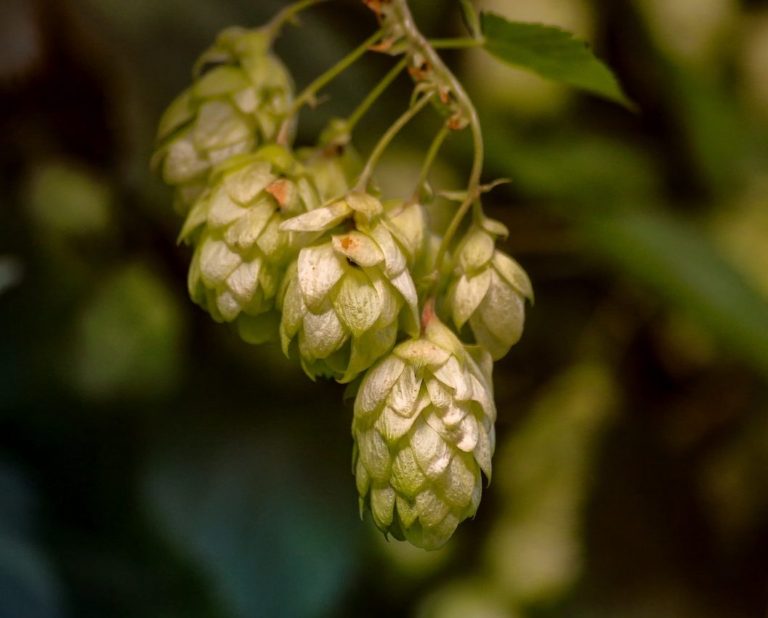 Balcão do Profano Graal: Uma brevíssima história do lúpulo