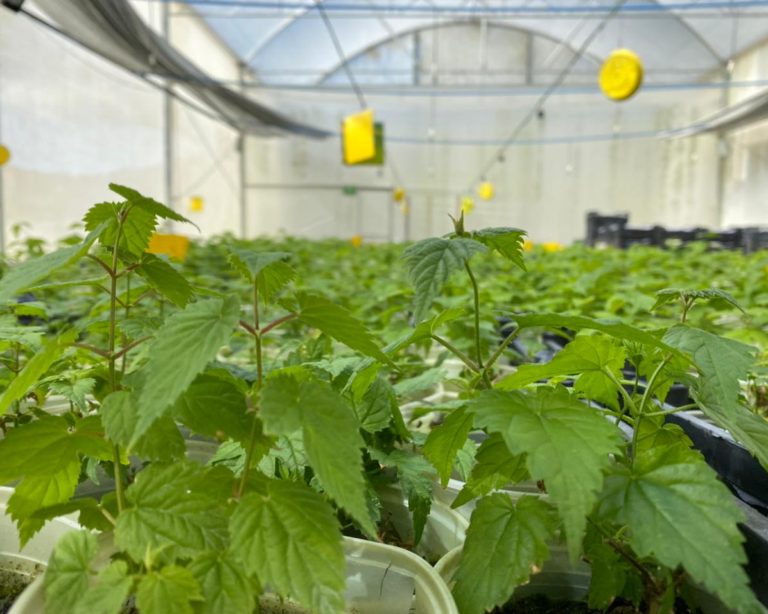 Viveiro em Teresópolis é autorizado a importar mudas de lúpulo ‘in vitro’ dos EUA