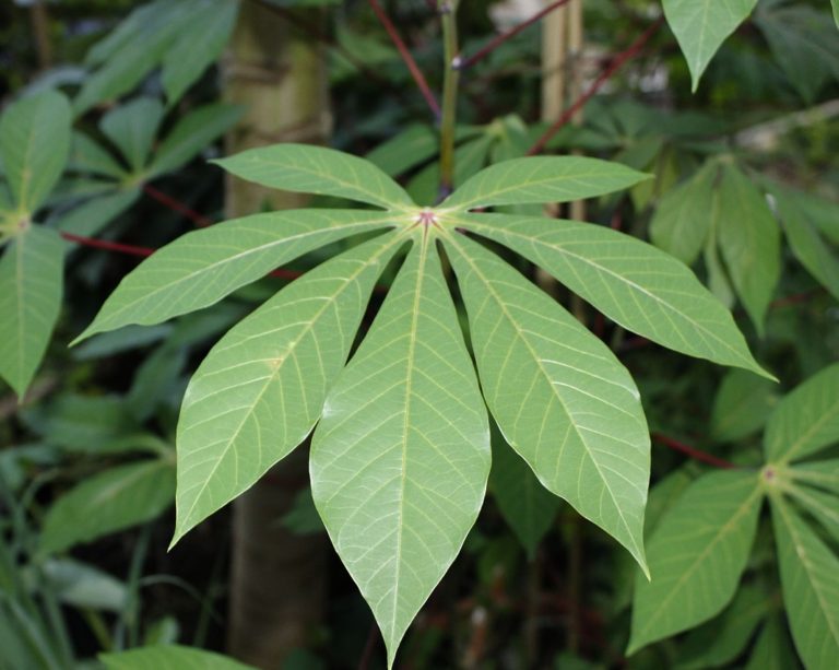 Pesquisa da Embrapa busca melhorar a qualidade da mandioca usada na Magnífica