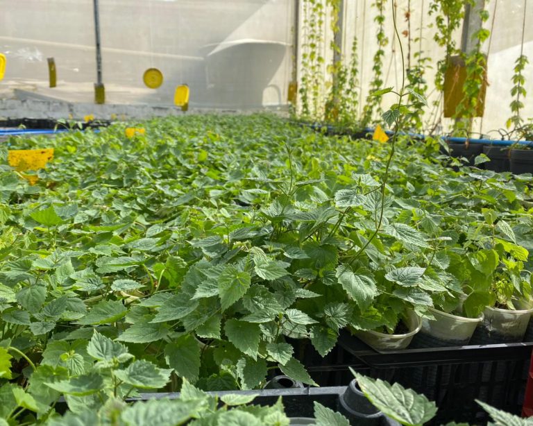 Ninkasi estima dobrar produção de lúpulo na região serrana do Rio