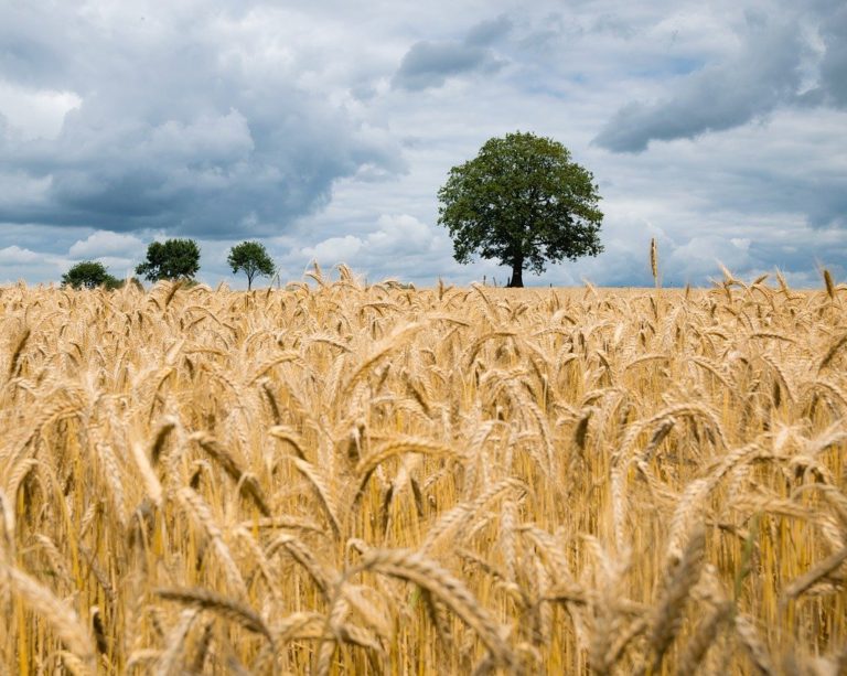 Produção de cevada deve se recuperar após queda em 2020, diz especialista