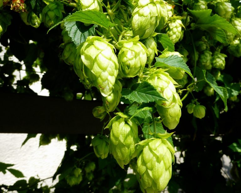 Balcão da Ana: Campos de lúpulo, campos de guerra