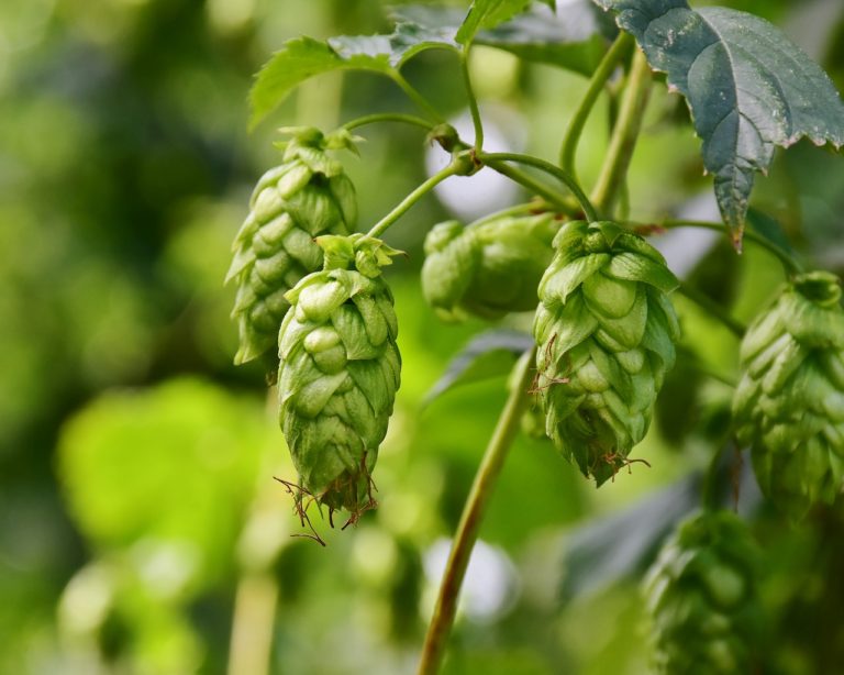 Cultivo do lúpulo na região serrana do Rio fortalece economia e cadeia da cerveja
