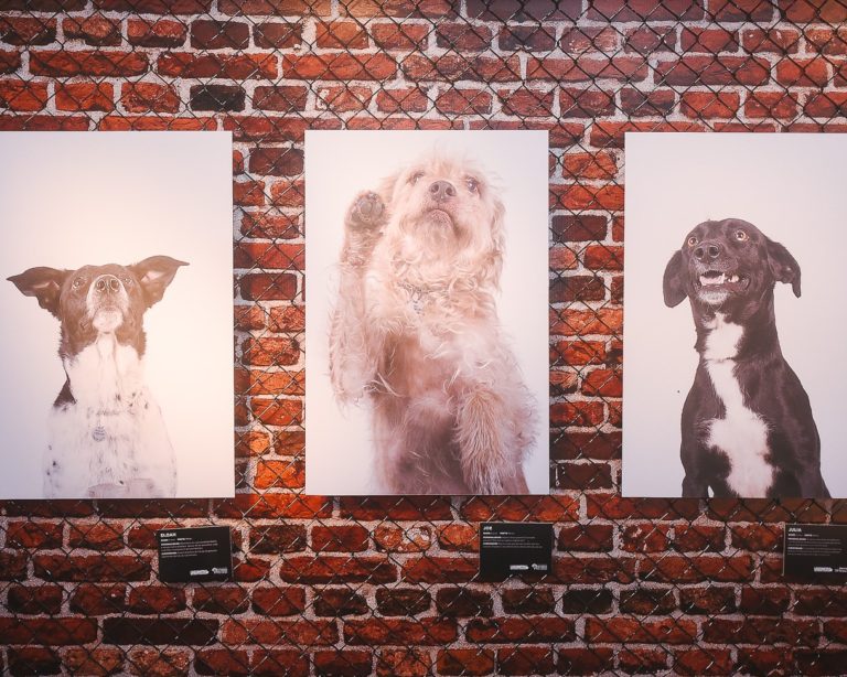 Menu Degustação: Cursos do Science e da ESCM, Lagunitas procura cães perdidos…