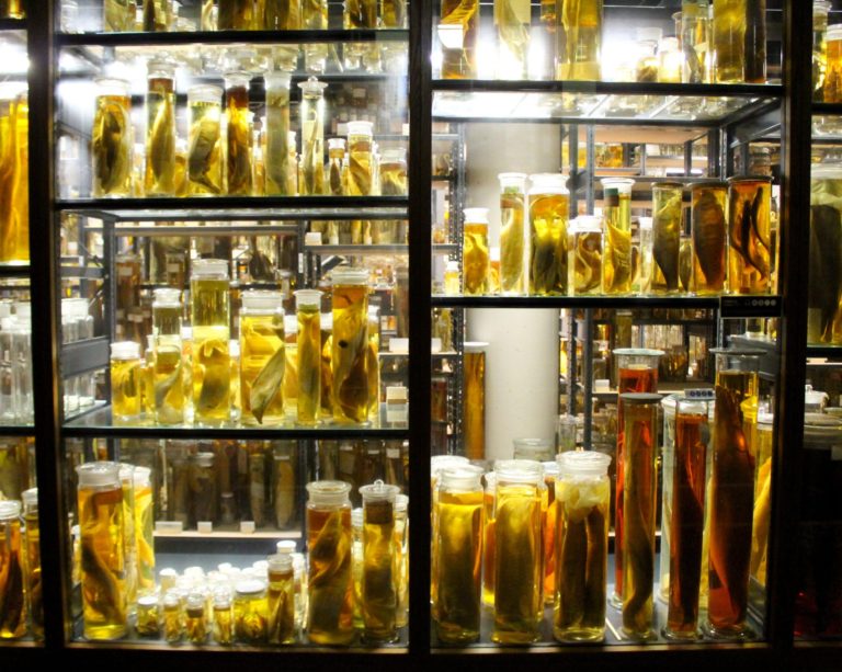 Balcão do Profano Graal: História da cerveja no Brasil – Começando do início