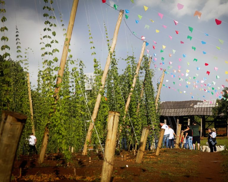 Festival da Colheita do Lúpulo terá 2ª edição em fevereiro e contará com feira