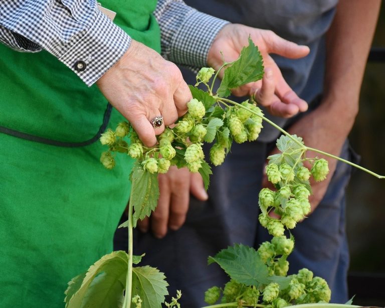 As razões e previsões que levaram o Grupo Petrópolis a apostar no lúpulo brasileiro