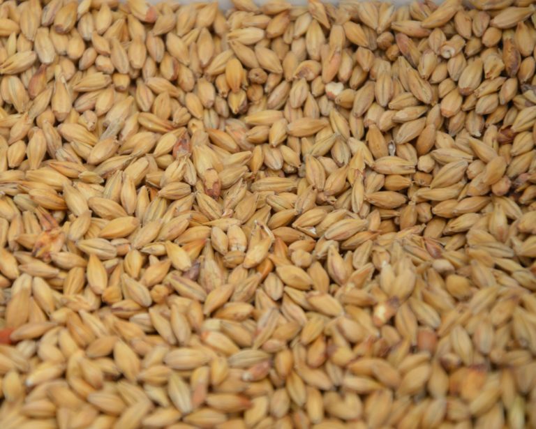 Especial: Saiba tudo sobre maltes, as opções, os cuidados no uso e as novidades