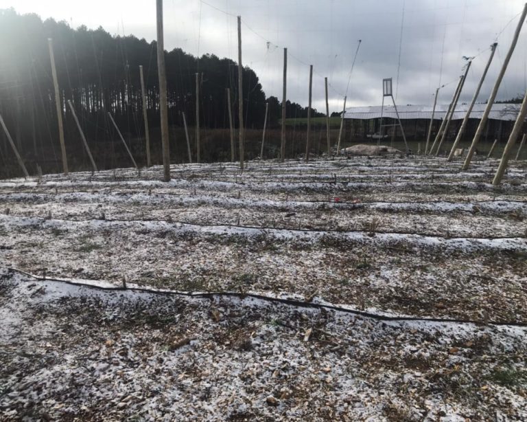Frio no Brasil: Neve atinge produção de lúpulo em SC, mas impacto é positivo
