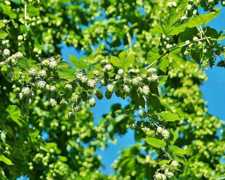 Livre da seca, lúpulo da região serrana do RJ se aproxima da colheita antes de salto