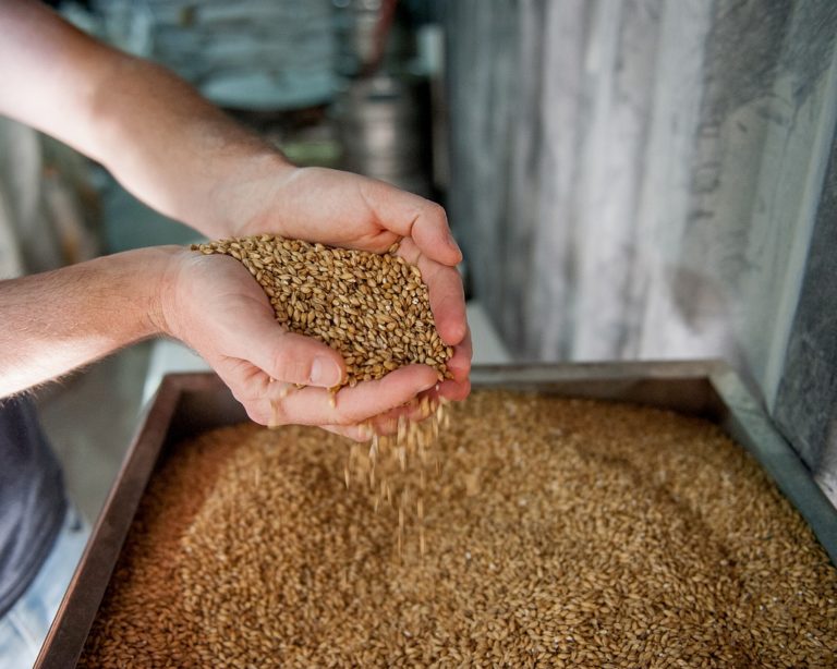 Malte tem safra abaixo da expectativa e deve pressionar preço da cerveja nos EUA