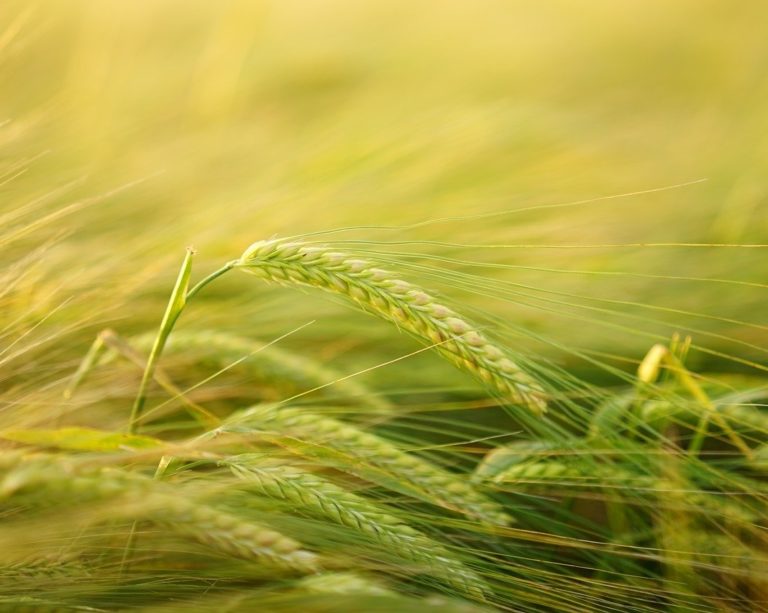 Com aumento da área plantada no Paraná, Brasil tem safra recorde da cevada