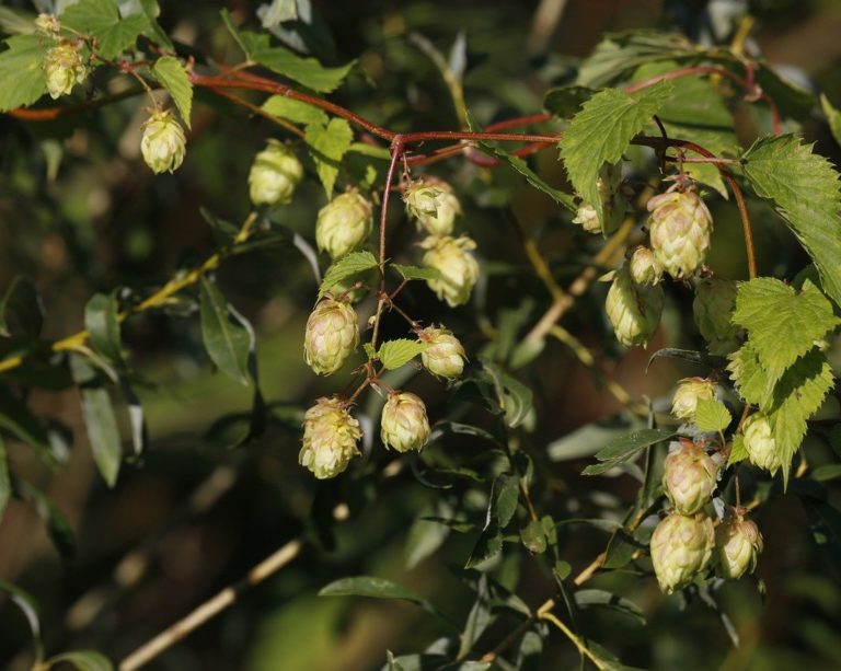 Brasil melhora qualidade da produção, mas importa mais lúpulo em 2021