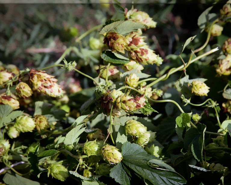 Balcão do Baierle: A evolução do lúpulo brasileiro