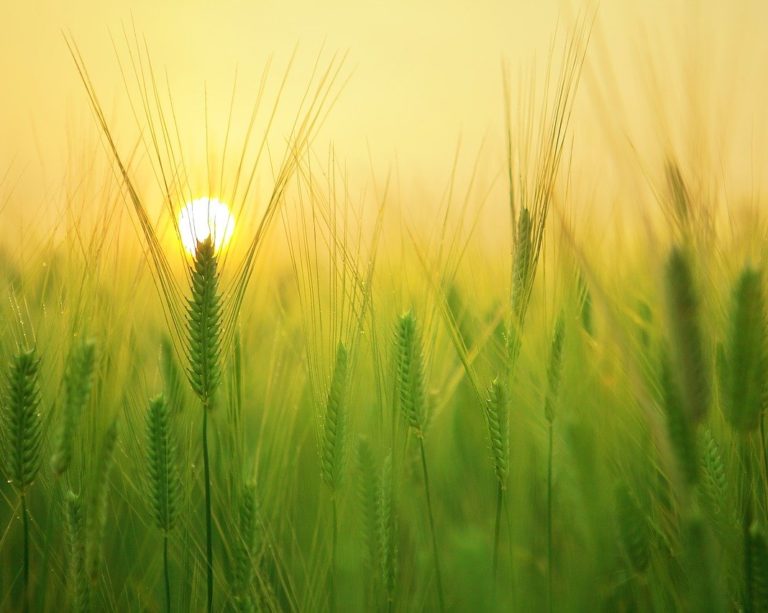 Ciência, pesquisas e maquinas motivam projeções de safra expressiva da cevada