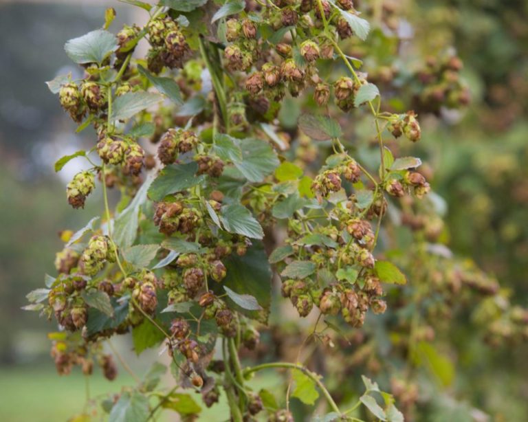 Balcão do Profano Graal:  A longa história da produção de lúpulo no Brasil