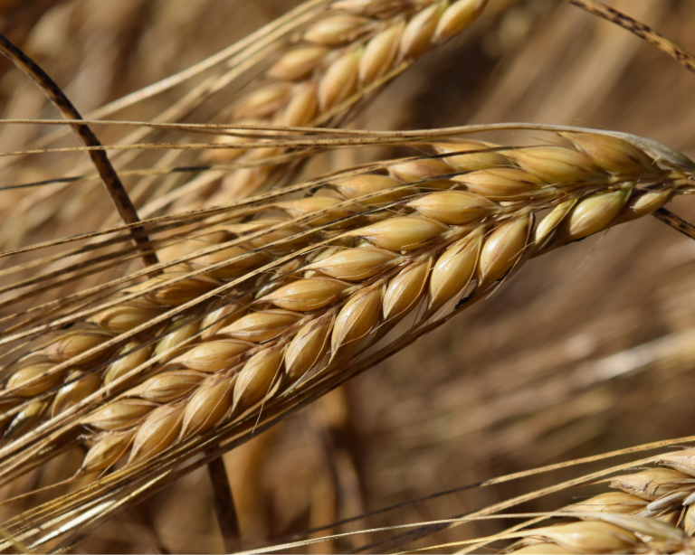 Balcão do Aloisio: Produção de cevada – O quão longe estamos da autossuficiência?