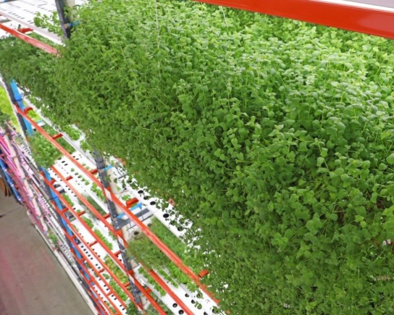 Ambev fecha parceria para testar produção de lúpulo em fazenda vertical em SP