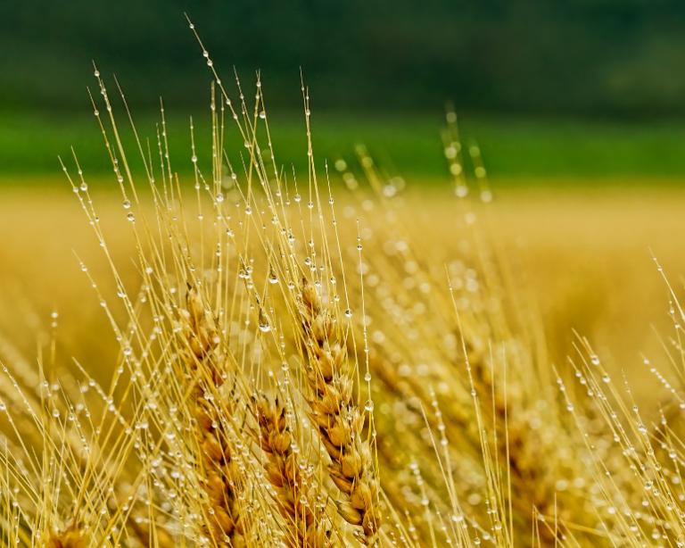 Balcão do Aloisio: Como foi a XXXIII Reunião Nacional de Pesquisa de Cevada