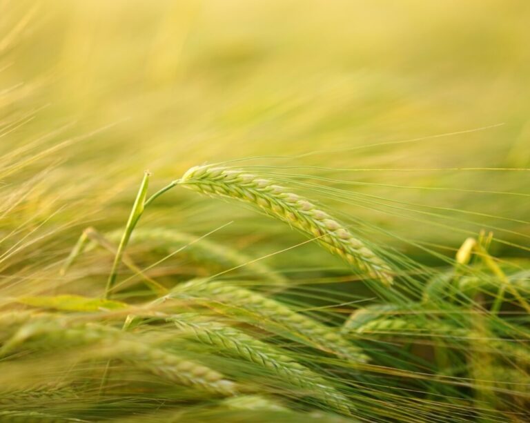 Balcão do Aloisio: Por que cevada?