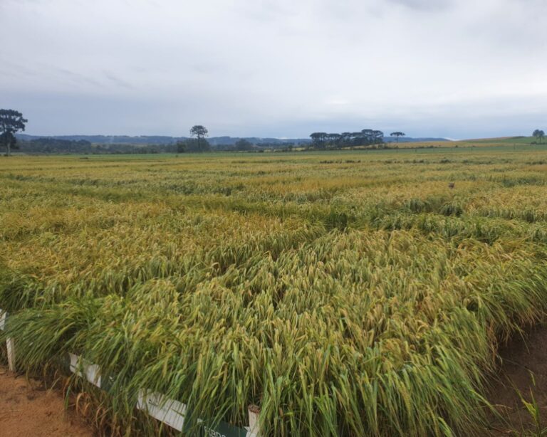 Especial: Pesquisas de melhoramento genético da cevada avançam no Brasil