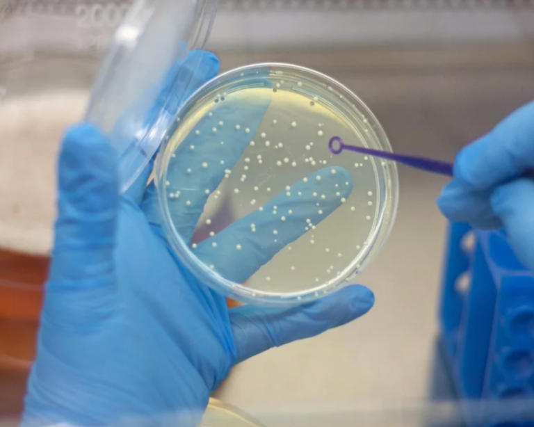 Artigo: Pesquisadores escrevem novo capítulo da história da levedura Lager