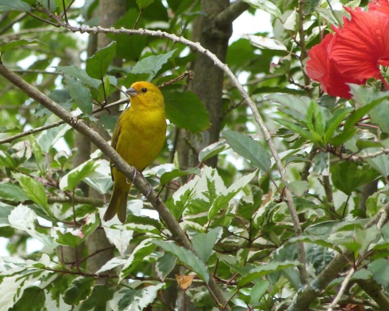 Nova cerveja faz releitura da caipirinha e alerta para tráfico de canários