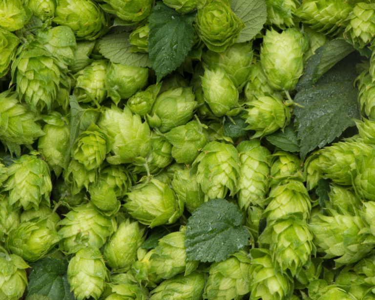 Livro sobre produção de lúpulo no Brasil traz dados, avaliação técnica e custos